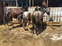 Égua, Cavalos — foto 3