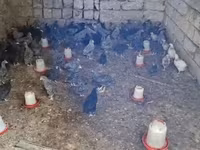 Chickens — fotografija 5