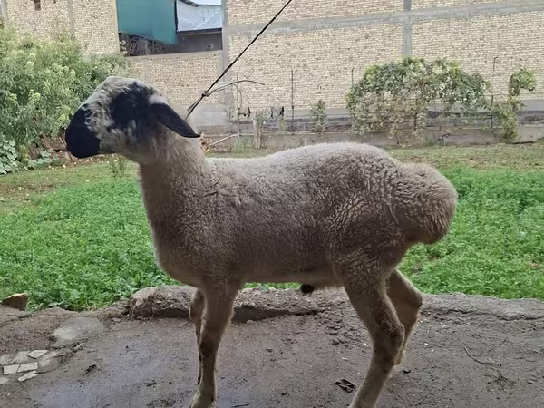मेढ़ा, Blackheaded Persian sheep