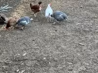 Guinea fowl — Foto 1