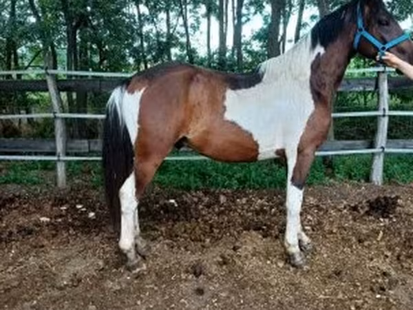 Hengst, Friesian