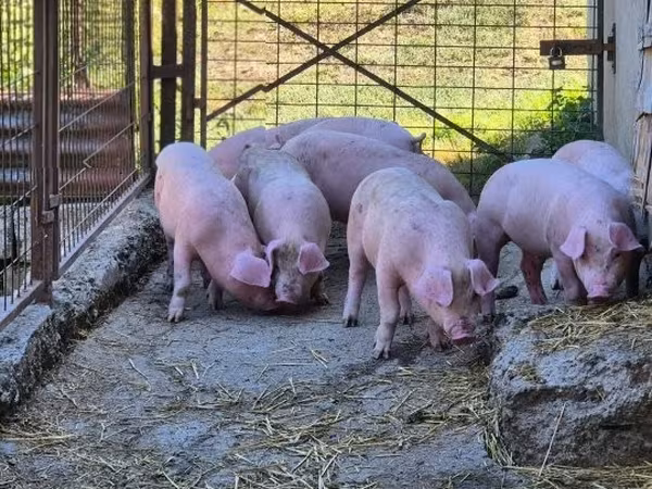 Verrat, Porcs