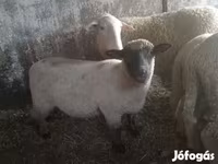Oveja, Ovejas — foto 4