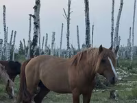 Hengst, Kushum Horse — Foto 3
