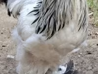 Brahma — foto 1