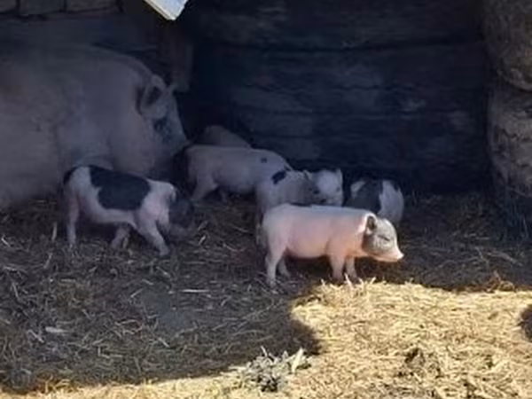 公猪, Вьетнамская вислобрюхая