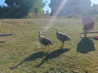 Guinea fowl — fotografija 1