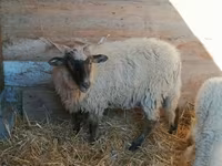 Sheep, Racka sheep — photo 1