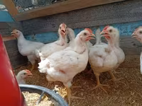 Chickens — zdjęcie 2