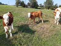 Bovinos (lote, sexo não especificado), Simmental cattle — foto 4