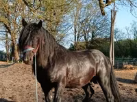 Pastuv, Gypsy horse — fotografija 3