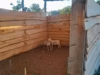 Ovelha, Ovelhas — foto 3