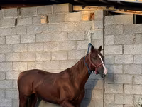 Cavalo, Friesian sport horse — foto 1