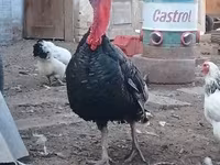 Turkeys — الصورة 1
