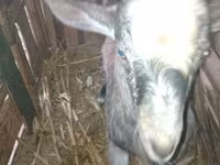 Ziegenbock, Ziegen — Foto 1