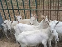 عنزة, Saanen goat — الصورة 6