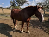 Égua, Hungarian horse breed — foto 5