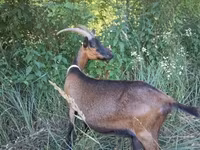 Taka, Alpine goat — 7-rasm