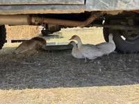 Ducks — foto 2