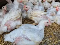 Chickens — الصورة 1