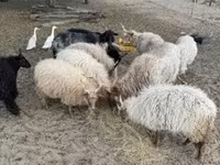Widder, Racka sheep — Foto 2