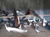 Chickens — Foto 6