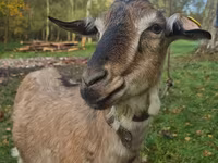 Koza, Alpine goat — zdjęcie 2