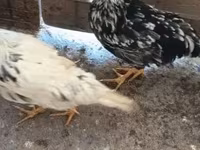 Chickens — الصورة 3
