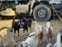 Cabra, Cabras — foto 1