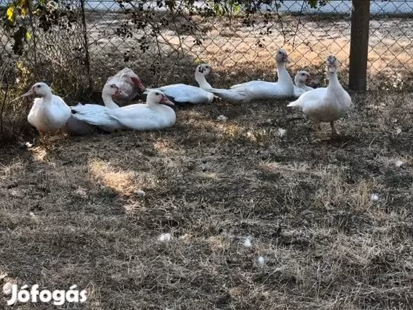 Ducks