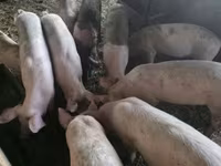 सूअर (लॉट, लिंग निर्दिष्ट नहीं), सूअर — फ़ोटो 1