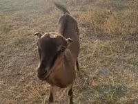 Goat, Goats — photo 2