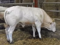 Bik, Blonde d’Aquitane cattle — fotografija 6