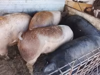 猪（批次，未指定性别）, Pigs — 照片 3
