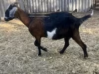 雄ヤギ, Alpine goat — 写真 3