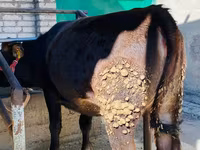 Vache, Aberdeen-Angus — photo 2