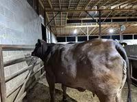 Krava, Brahman — fotografija 6