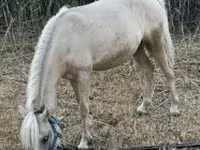 Caballo, Caballos — foto 2