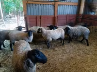 भेड़, White Suffolk sheep — फ़ोटो 5