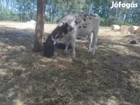 Bik, Russian Black pied cattle — fotografija 5