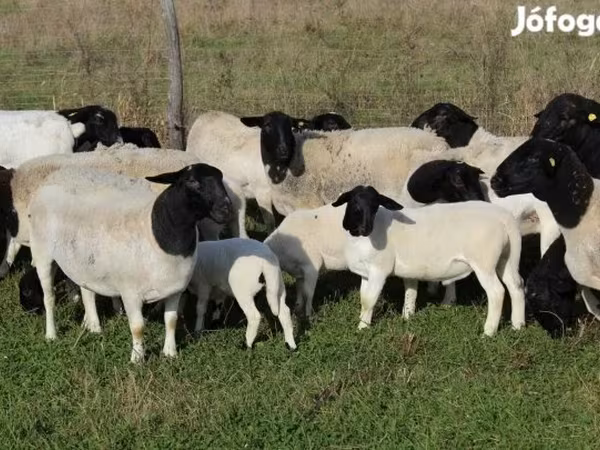 Ovejas (lote, sexo no especificado), Dorper sheep