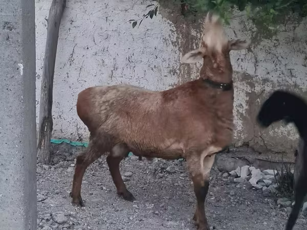 Қошқар, Қойлар