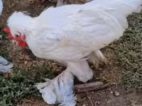 Chickens — photo 4