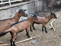 Koza, Alpine goat — fotografija 3