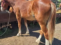 Horse (M), Russian Heavy Draft — photo 2