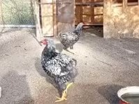 Chickens — 写真 1