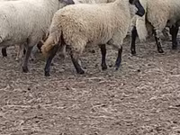 母羊, Merino sheep — 照片 3