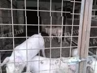 Reprodutor — foto 2