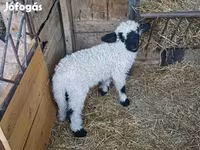 Widder, Wallis Country sheep — Foto 3