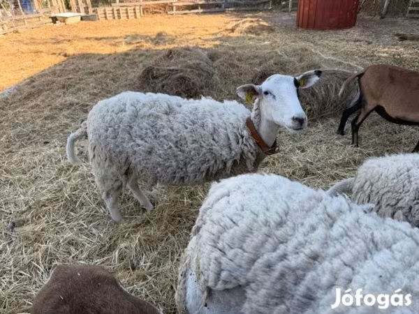 Qoyun, Merino sheep — Macarıstan
